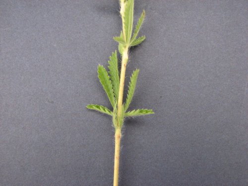 Sulphur Cinquefoil (Potentilla recta)