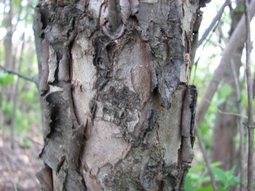 Mexican Plum (Prunus mexicana)