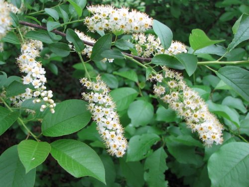 Choke Cherry (Prunus virginiana)