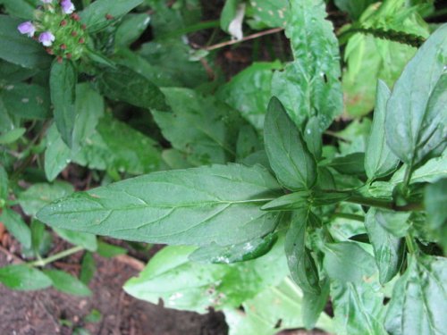 Common Selfheal (Prunella vulgaris)