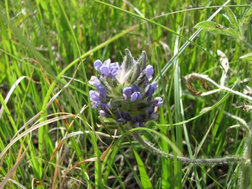 Prairie Turnip (Psoralea esculenta)