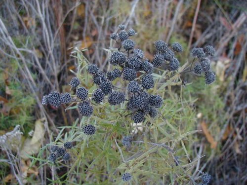 Slender Mountain Mint (Pycnanthemum tenuifolium)