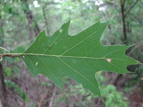 Red Oak (Quercus borealis)