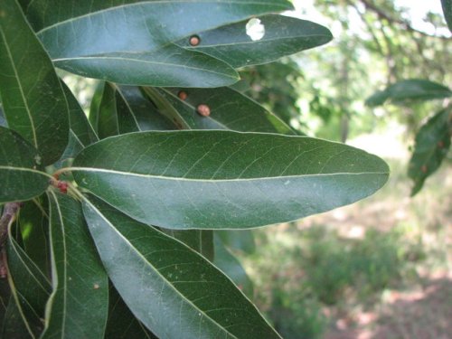 Shingle Oak (Quercus imbricaria)