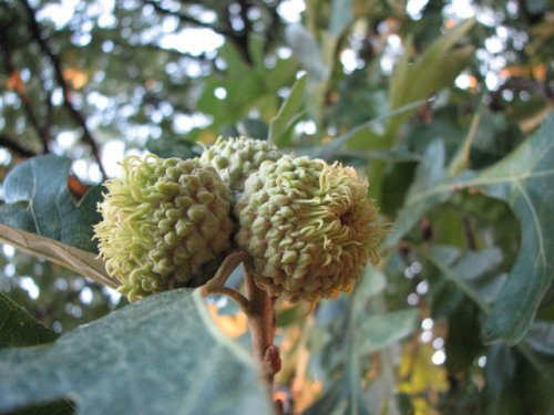 Bur Oak (Quercus macrocarpa)