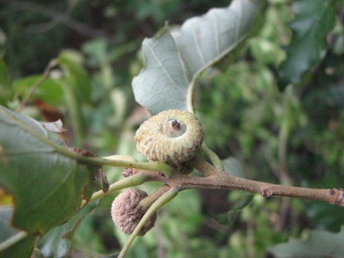 Dwarf Chinquapin Oak (Quercus prinoides)