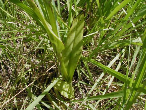 Prairie Fringed Orchid (Platanthera praeclara)