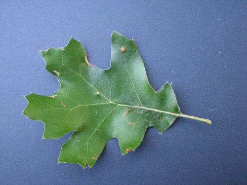 Black Oak (Quercus velutina)