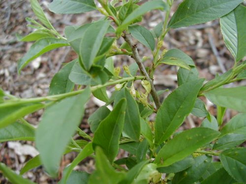 Buckthorn (Rhamnus lanceolata)