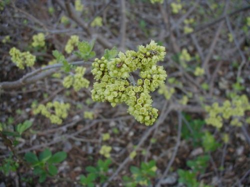 Aromatic Sumac (Rhus aromatica)