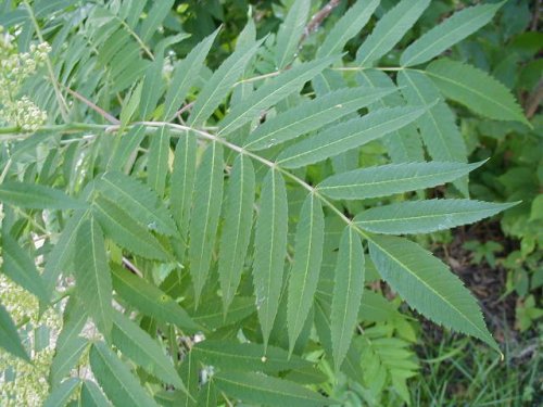 Smooth Sumac (Rhus glabra)