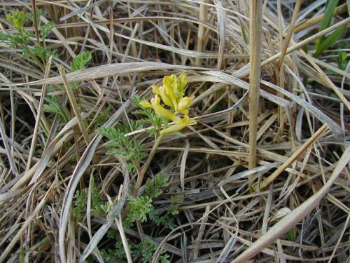 Slender Fumewort (Corydalis micrantha)