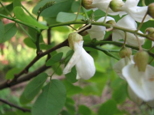 Black Locust (Robinia pseudoacacia)