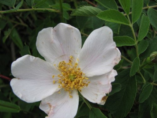 Prairie Rose (Rosa arkansana)