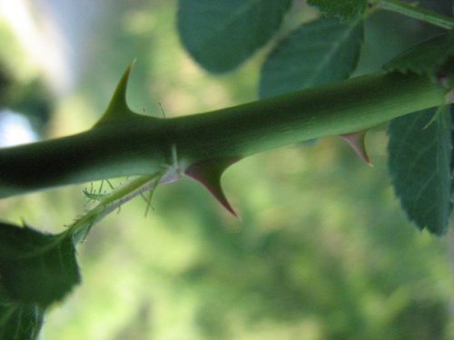 Multiflora Rose (Rosa multiflora)