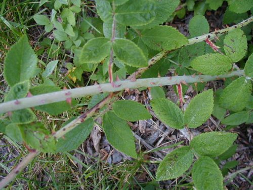 Climbing Prairie Rose (Rosa setigera)