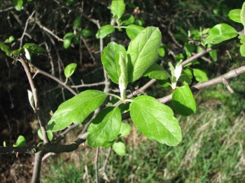 Prairie Crabapple (Malus ioensis)