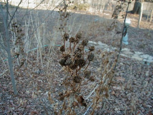 Cutleaf Coneflower (Rudbeckia laciniata)