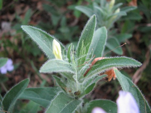 Prairie Petunia (Ruellia humilis)