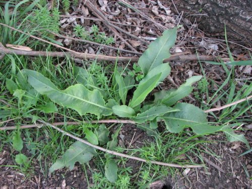 Curled Dock (Rumex crispus)