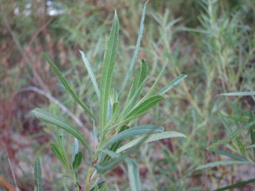 Sandbar Willow (Salix exigua)