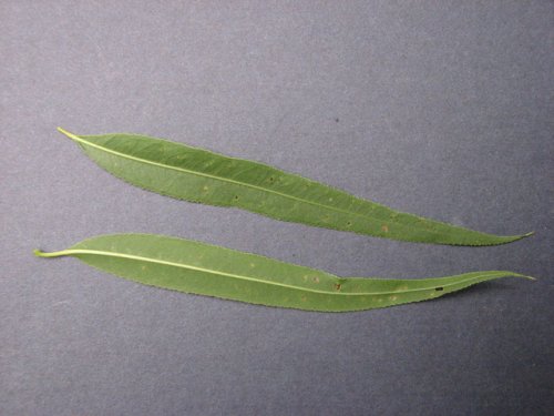 Black Willow (Salix nigra)