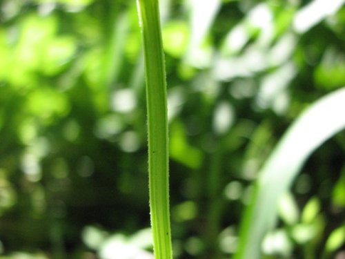 Lanceleaf Sage (Salvia reflexa)