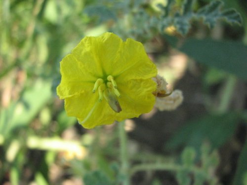 Buffalobur Nightshade (Solanum rostratum)