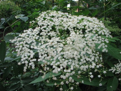 Elderberry (Sambucus canadensis)