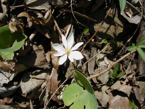 Bloodroot (Sanguinaria canadensis)