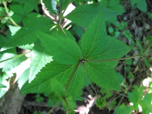 Fragrant Sanicle (Sanicula odorata)