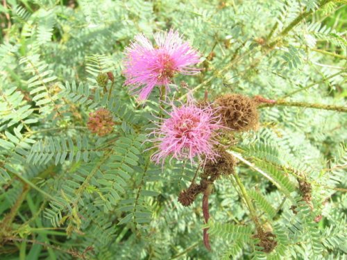 Sensitive Briar (Schrankia nuttalli)