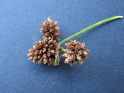 Green Bulrush (Scirpus atrovirens)