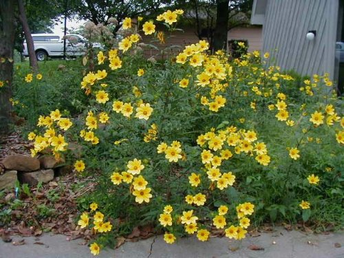 Bur Marigold (Bidens polylepis)