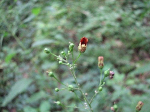 Maryland Figwort (Scrophularia marilandica)