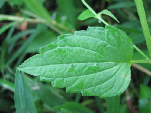 side-flower skullcap (Scutellaria lateriflora)