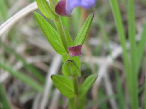 Small Skullcap (Scutellaria parvula)