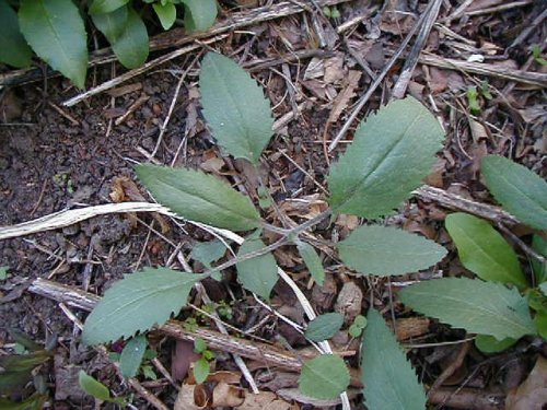 Prairie Ragwort (Packera plattensis)