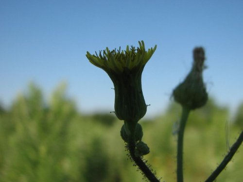 Prickly sow thistle (Sonchus asper)