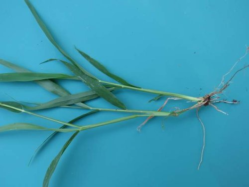 Green Foxtail (Setaria viridis)