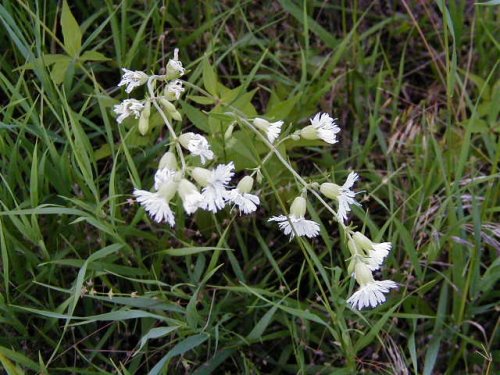 Starry Campion (Silene stellata)