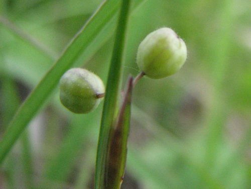 White-eyed Grass (Sisyrinchium campestre)