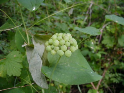 Smooth Carrionflower (Smilax herbacea)