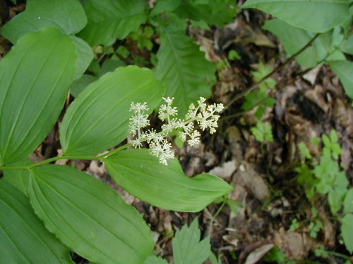 False Solomons Seal (Smilacina racemosa)