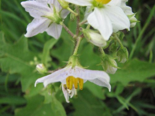 Carolina Horse Nettle (Solanum carolinense)