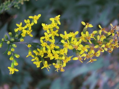 Elmleaf Goldenrod (Solidago ulmifolia)