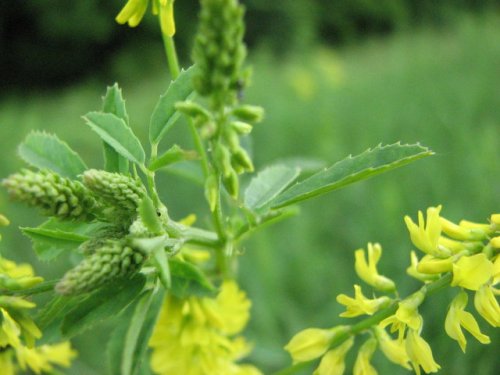 Yellow Sweet Clover (Melilotus officinalis)