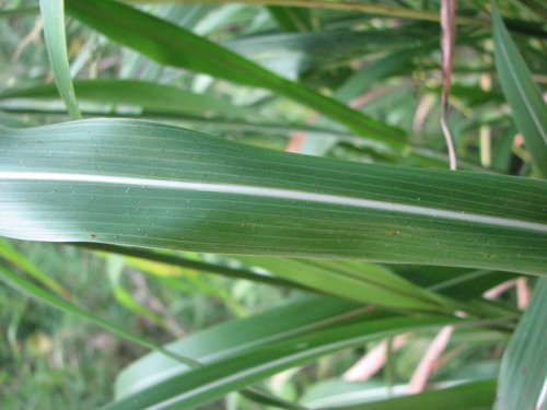 Johnsongrass (Sorghum halepense)