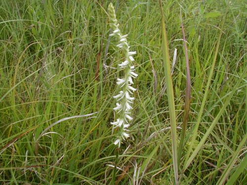 Spring Lady's Tresses (Spiranthes vernalis)