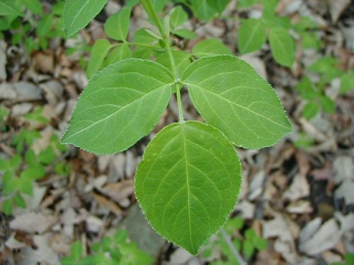 Bladdernut (Staphylea trifolia)